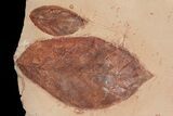 Two Detailed Fossil Leaves (Aesculus & Rhamnites) - Montana #92605-1